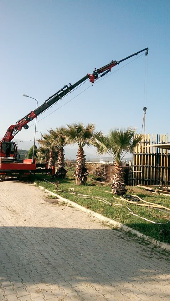 Peyzaj çalışmasında vinç ile palmiye ağacı dikimi